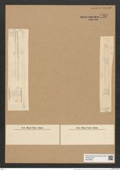 Ardissonia crystallina (Ag.) Grun. (de-Toni-Nr.: Genus 68, Species 2675) Zeichnungen Sammlung Grunow Nr. 5462 (NHMW-BOT-W0373882)